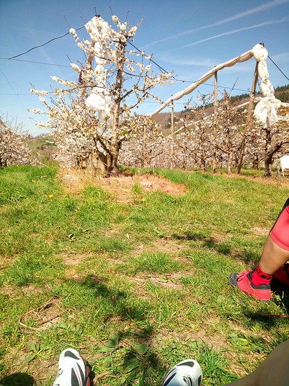 250412 fot Kirsche-01