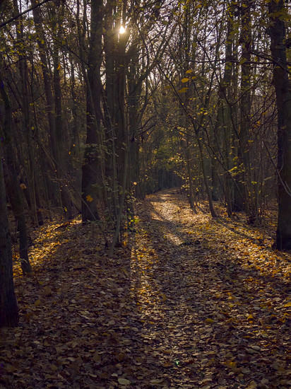 Bestensee Gravel/Unpaved Cycling