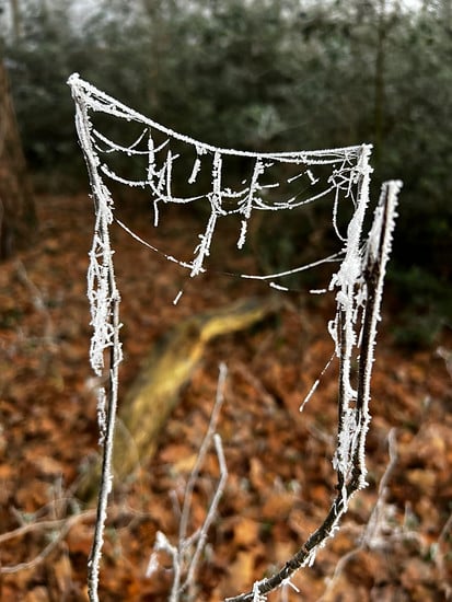 Winterpokal-Aktivität