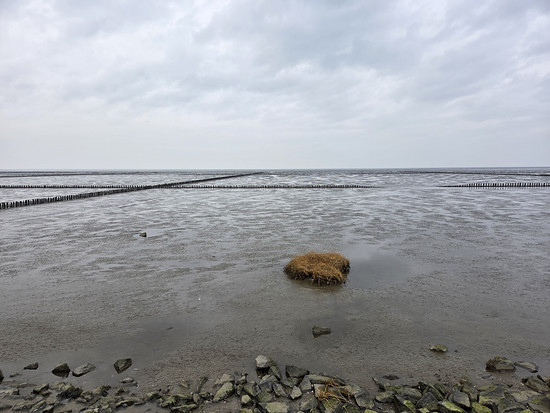 Friedrichskoog Gehen